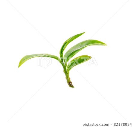 green tea leaf isolated on white background green tea leaf isolated on white background 82178954
