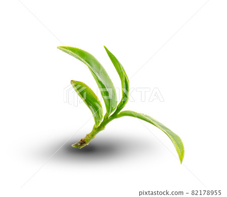 green tea leaf isolated on white background green tea leaf isolated on white background 82178955