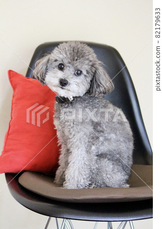 坐在椅子的玩具獅子狗 82179633