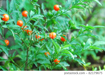 Red and round Solanum pseudocapsicum 82179675