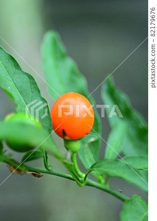 Red and round Solanum pseudocapsicum Red and round Solanum pseudocapsicum 82179676