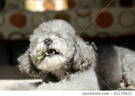Facial expression when chewing gum Facial expression when chewing gum 82179825