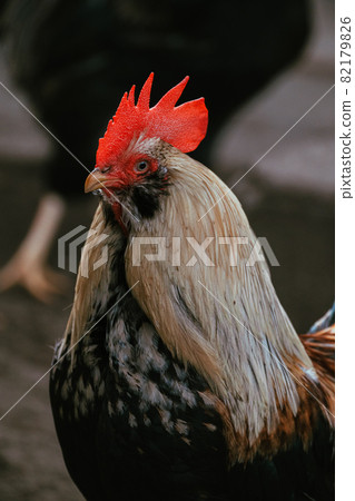 Zoo chicken Zoo chicken 82179826