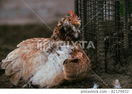 Zoo chicken Zoo chicken 82179832