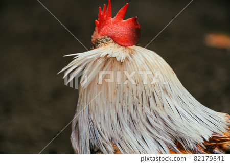 Zoo chicken Zoo chicken 82179841