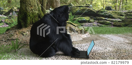 Gorilla with laptop in forest concept 3d illustration Gorilla with laptop in forest concept 3d illustration 82179979