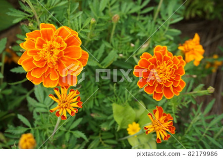 Marigold  82179986
