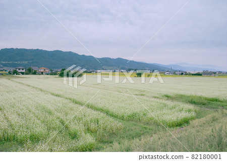 蕎麥花遍地盛開【秋天的安曇野】 蕎麥花遍地盛開【秋天的安曇野】 82180001