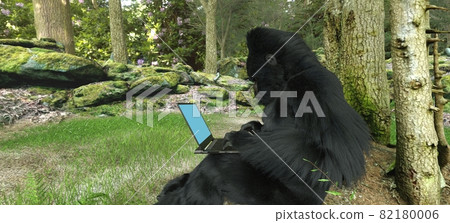 Gorilla with laptop in forest concept 3d illustration 82180006