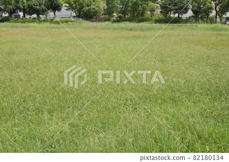 Green space 82180134