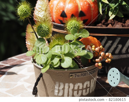 Halloween group planting Halloween group planting 82180615