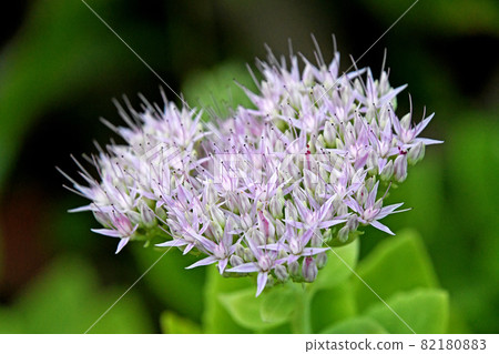 Oliben sauce (Large Bankei Grass) 82180883