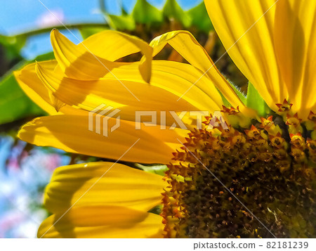 Sunflower in early autumn Sunflower in early autumn 82181239