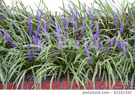 Raven Yabran 82181392