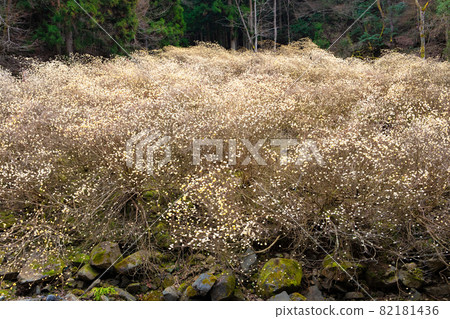 這是三俁殖民地的風景。淺黃色的花朵在整個森林中盛開。 這是三俁殖民地的風景。淺黃色的花朵在整個森林中盛開。 82181436