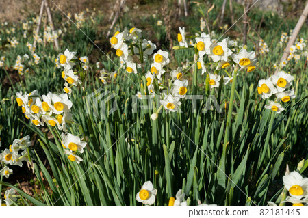 Daffodil flowers Daffodil flowers 82181445