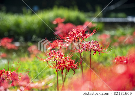 Amaryllis autumn image [Nakai Town, Kanagawa Prefecture] 82181669
