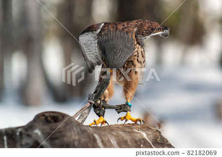 Rampage falcon 82182069