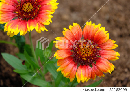 已至盛夏的仙菊花 已至盛夏的仙菊花 82182099