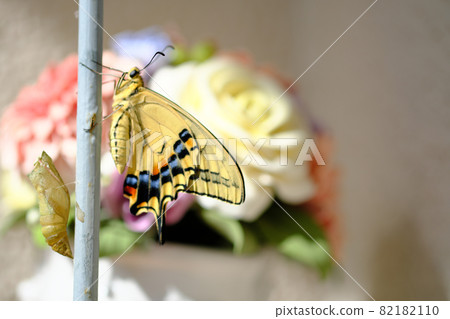 Emergence of a beautiful swallowtail butterfly with flowers 82182110