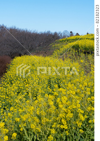 油菜田 82182323