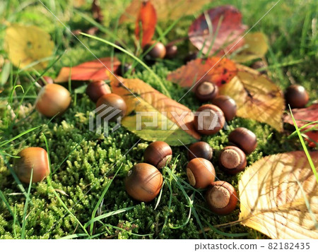 Small autumn autumn leaves acorn autumn image Small autumn autumn leaves acorn autumn image 82182435