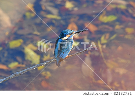 Kingfisher Kingfisher 82182781