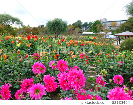 盛開的大麗花 盛開的大麗花 82183404