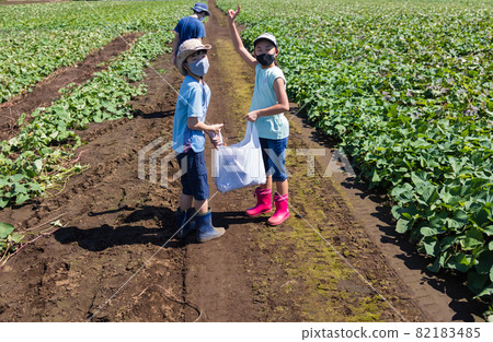 Children enjoying potato digging in the sweet potato field Children enjoying potato digging in the sweet potato field 82183485