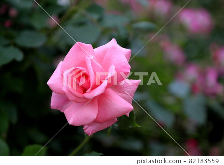 Roses 82183559