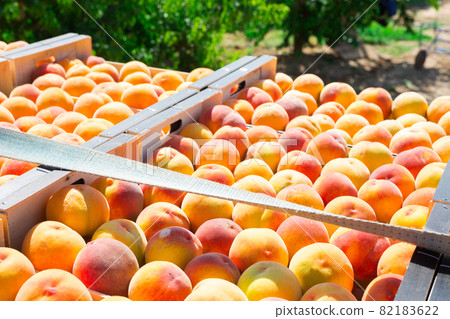 Stacks of fruit boxes with fresh ripe peaches Stacks of fruit boxes with fresh ripe peaches 82183622