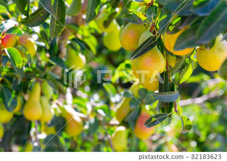 Plums hanging from trees Plums hanging from trees 82183623