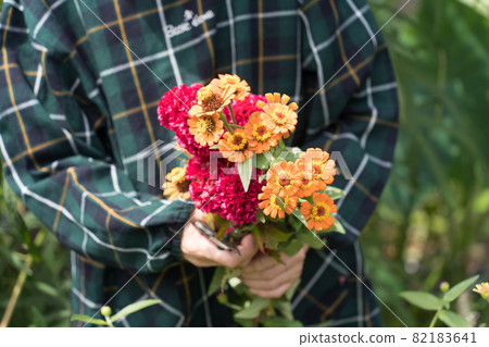 在花園裡採摘百日草和雞冠的老婦人 82183641