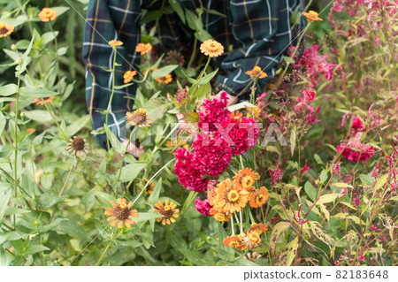 Senior woman picking zinnia and cockscomb in the garden 82183648