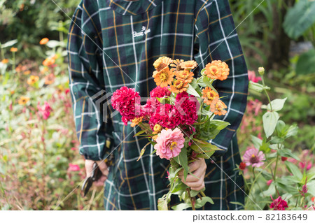 Senior woman picking zinnia and cockscomb in the garden 82183649