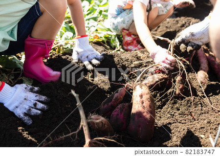 Children enjoying potato digging in the sweet potato field 82183747
