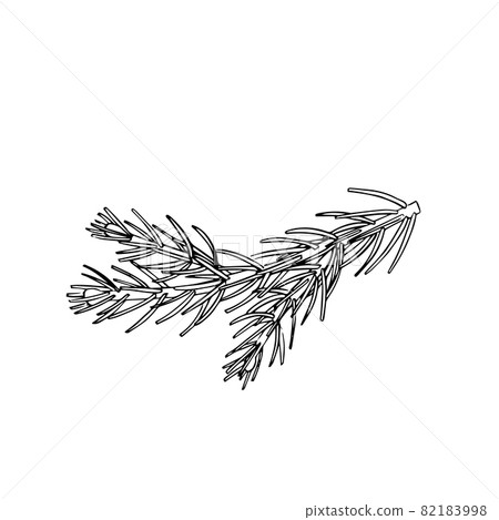 Spruce branch, black outline, doodle, sketch. A single vector illustration of a winter fir twig 82183998