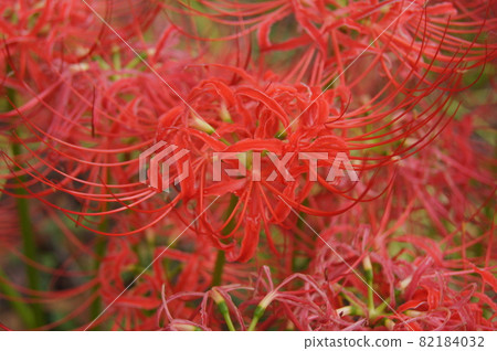 Cluster amaryllis Cluster amaryllis 82184032
