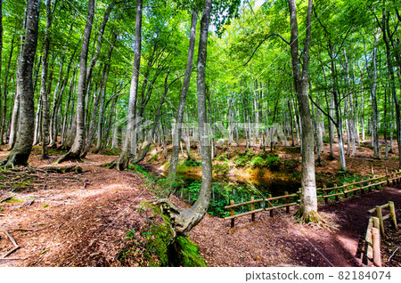 新潟縣十日町市夏日美景森林 新潟縣十日町市夏日美景森林 82184074