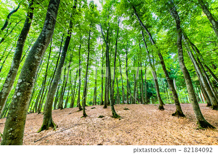 新潟縣十日町市夏日美景森林 新潟縣十日町市夏日美景森林 82184092