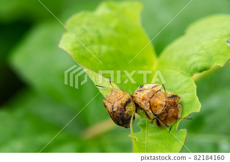 Yotsu Monkey Beetle 82184160