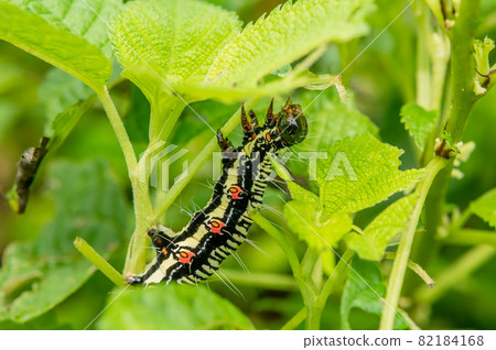 Arcte coerula larva caterpillar 82184168