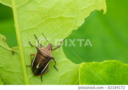 白尾蝴蝶蟲 白尾蝴蝶蟲 82184172