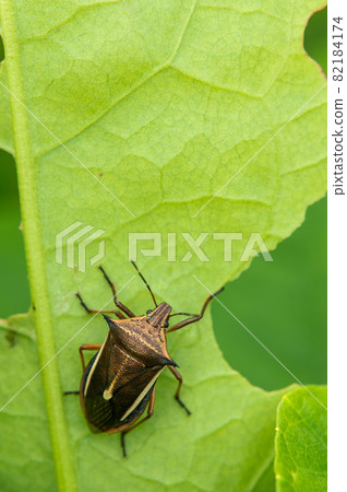 White-tailed Butterfly Bug White-tailed Butterfly Bug 82184174