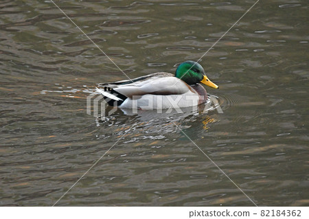 鳧 82184362