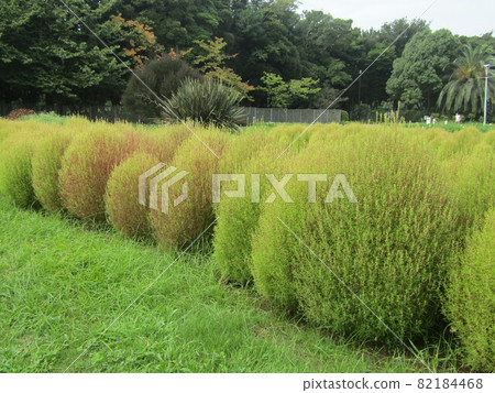 開始上色的三洋美狄亞花卉博物館Kokia 開始上色的三洋美狄亞花卉博物館Kokia 82184468