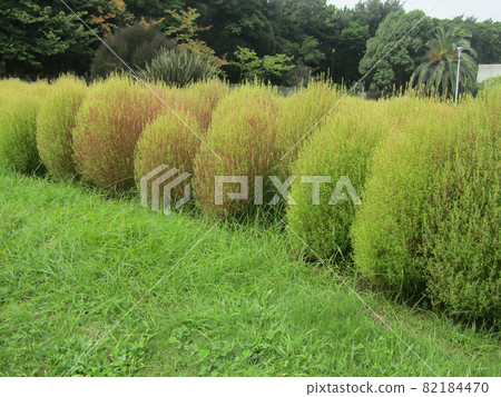 開始上色的三洋美狄亞花卉博物館Kokia 開始上色的三洋美狄亞花卉博物館Kokia 82184470