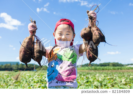 Children enjoying potato digging in the sweet potato field 82184809