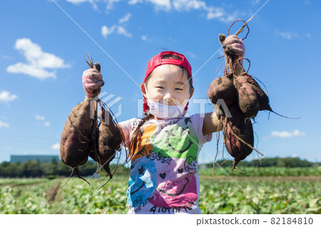 Children enjoying potato digging in the sweet potato field 82184810
