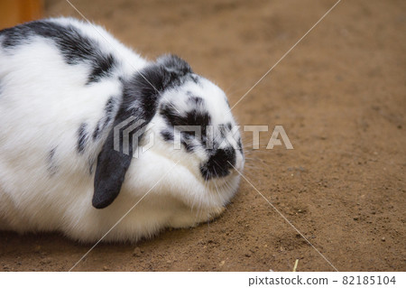 Mini Lop 82185104